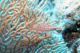 20000905_Shaab_Sharm_0005
